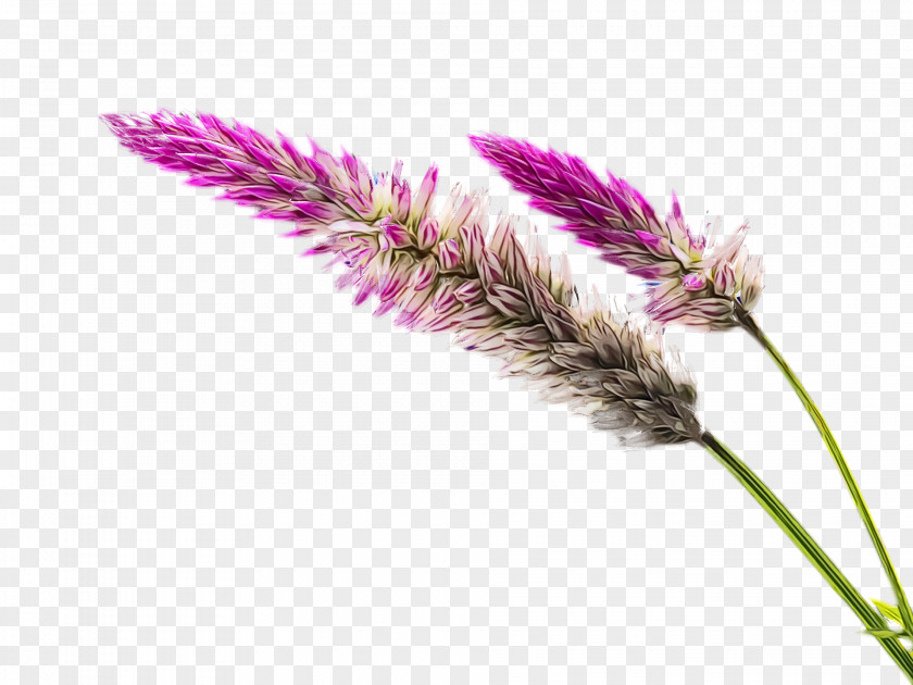 Flower Plant Grass Family Elymus Repens PNG
