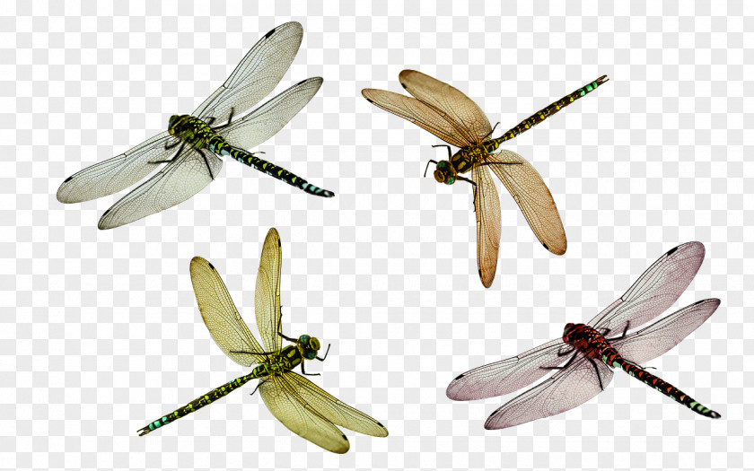 Dragonfly Insect Wing Damselfly PNG