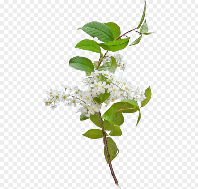 Flower The Truth Of Life This World Petal Plant Stem PNG