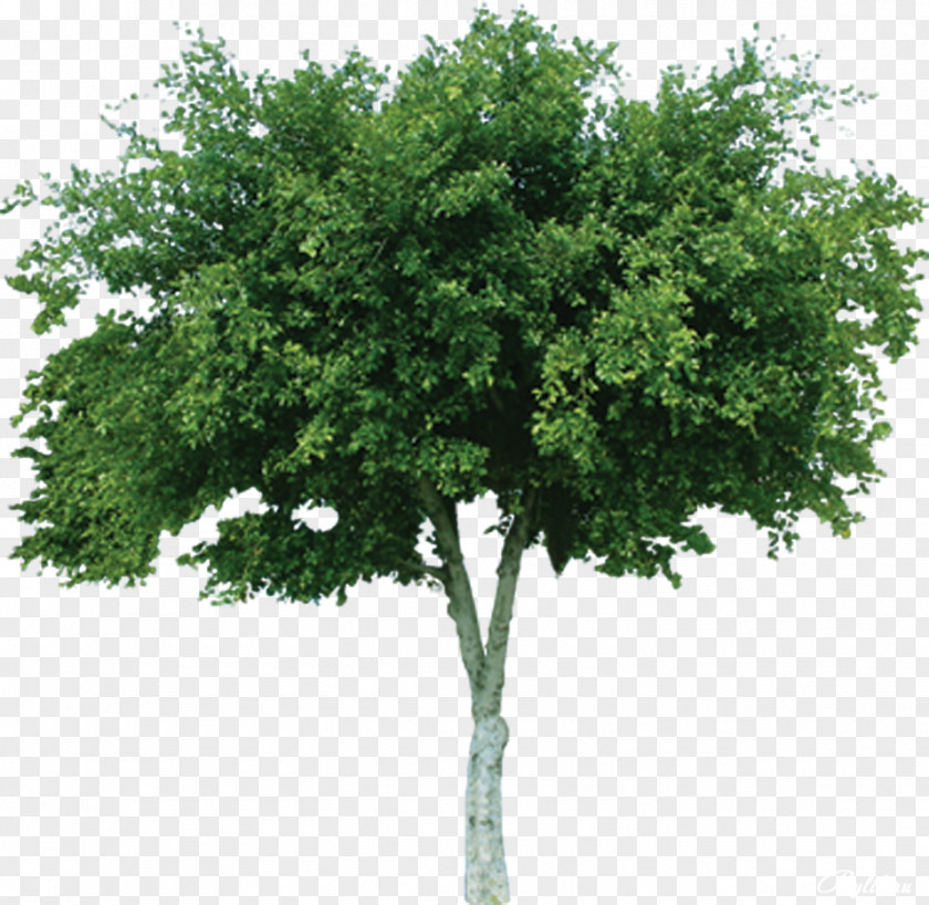Nursery Tree Cercis Siliquastrum Deciduous Mangifera Indica Bouea Macrophylla PNG