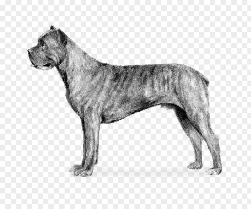 Puppy Cane Corso Bullmastiff Airedale Terrier English Mastiff Boxer PNG