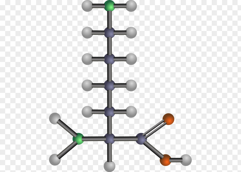 Acid Cliparts Amino Leucine Protein PNG