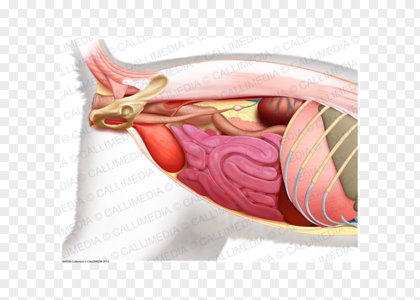 Cat Anatomy Abdomen Pelvis Organ PNG Organ, clipart PNG