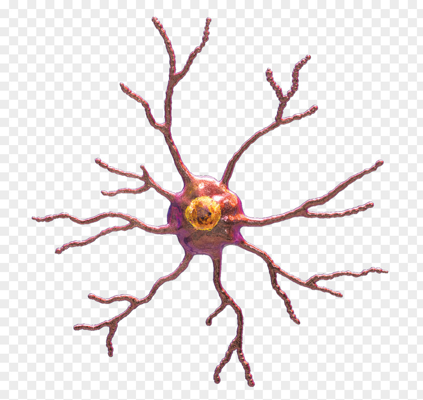 Microglia Vector Nervous System Astrocyte Cell PNG