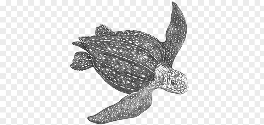 Turtle Loggerhead Sea Leatherback Reptile Tortoise PNG