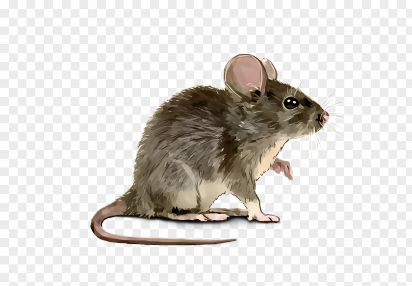 White Footed Mice Lower Keys Marsh Rabbit Rat House Mouse Gerbil Pest PNG