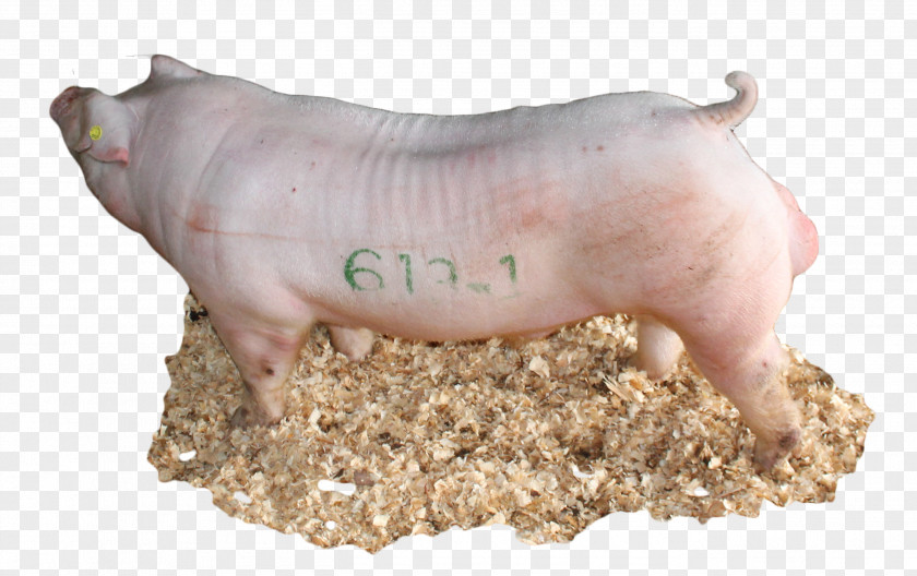 Boar Domestic Pig Pig's Ear Livestock Snout PNG