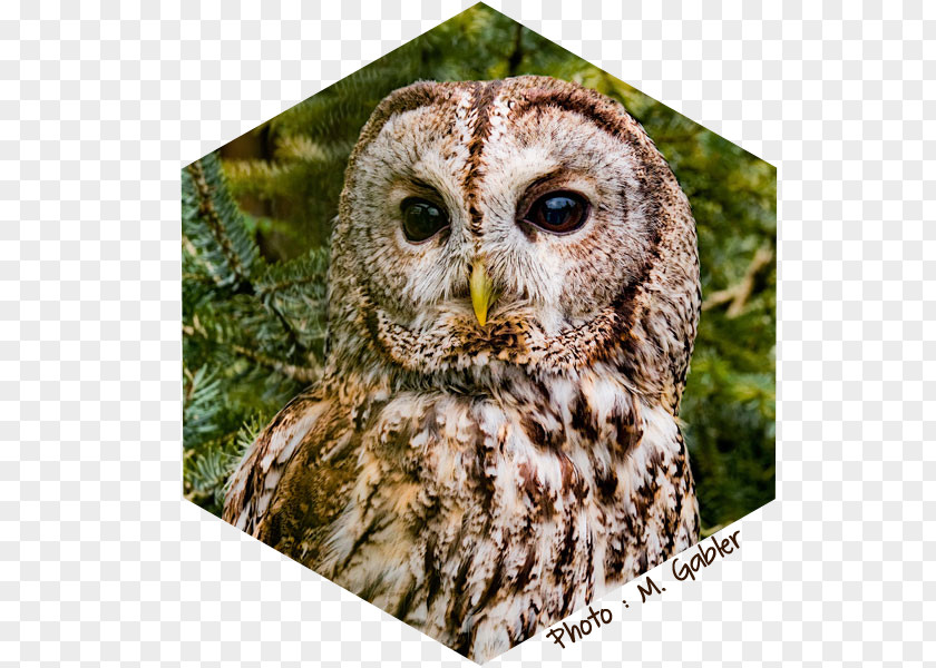 Chouette Tawny Owl True Great Grey Elf Screech PNG