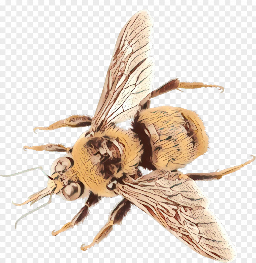 Drosophila Melanogaster Bee Cartoon PNG