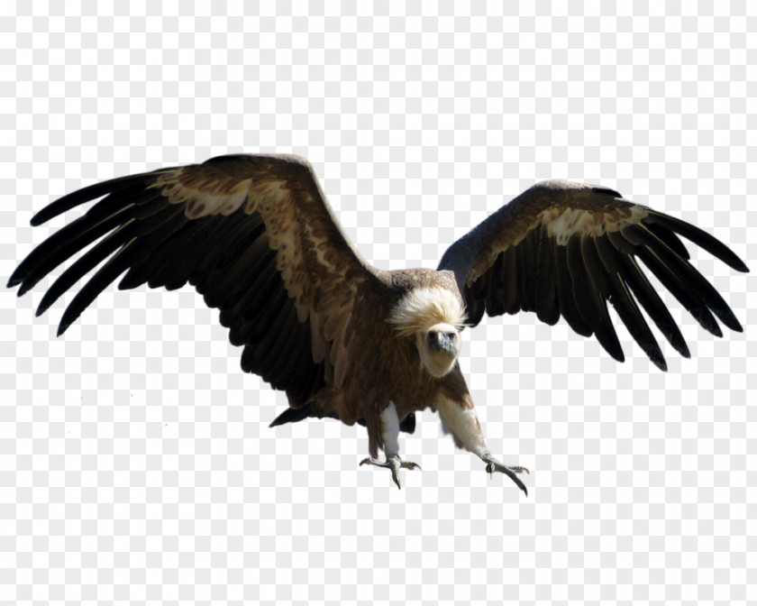 Eagle Royalty-free Stock Photography PNG