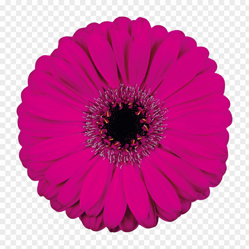 Flower Transvaal Daisy Cut Flowers Petal Poster PNG