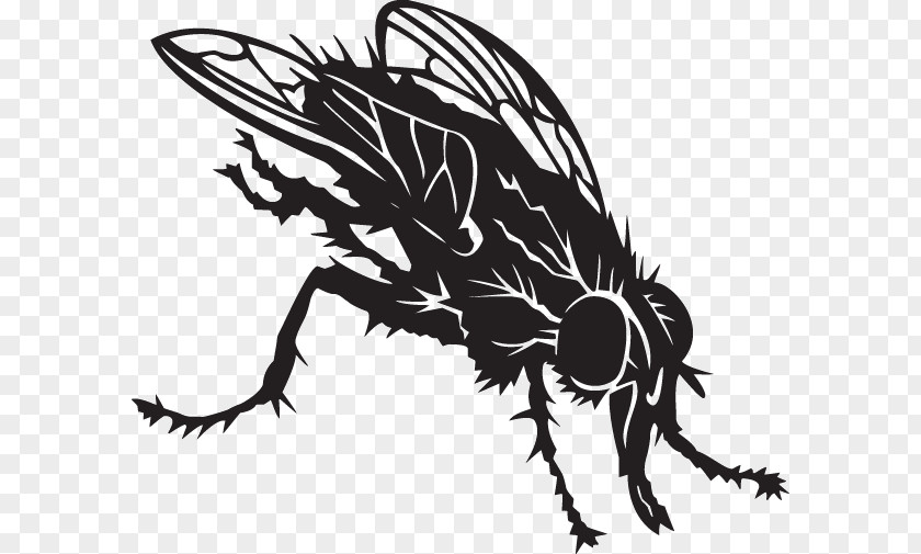 HouseFly Honey Bee Drawing Line Art Clip PNG