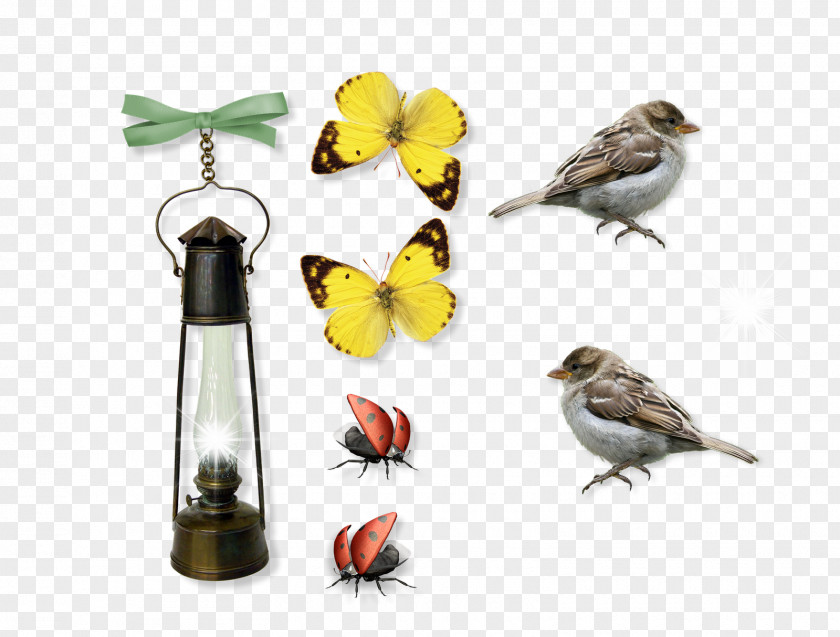 Letter Wood Finches Beak Bird Food Fauna PNG