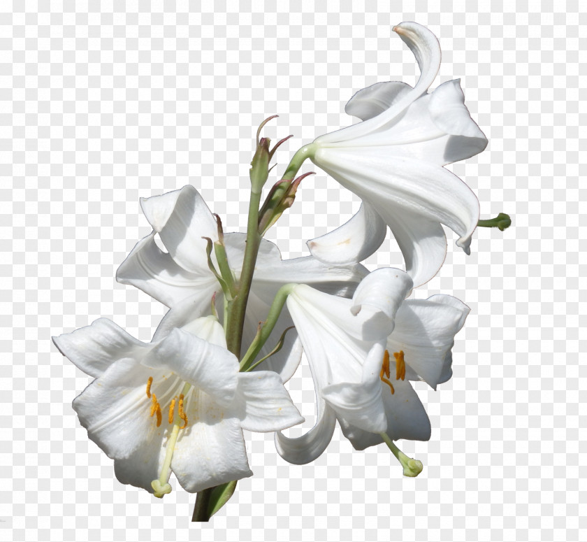 Lily Flower Plant Lilium Candidum Liliaceae PNG