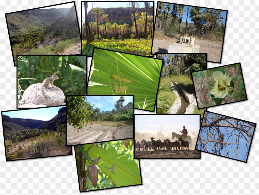 Natural Environment Agroecosystem Ecology Biodiversity PNG