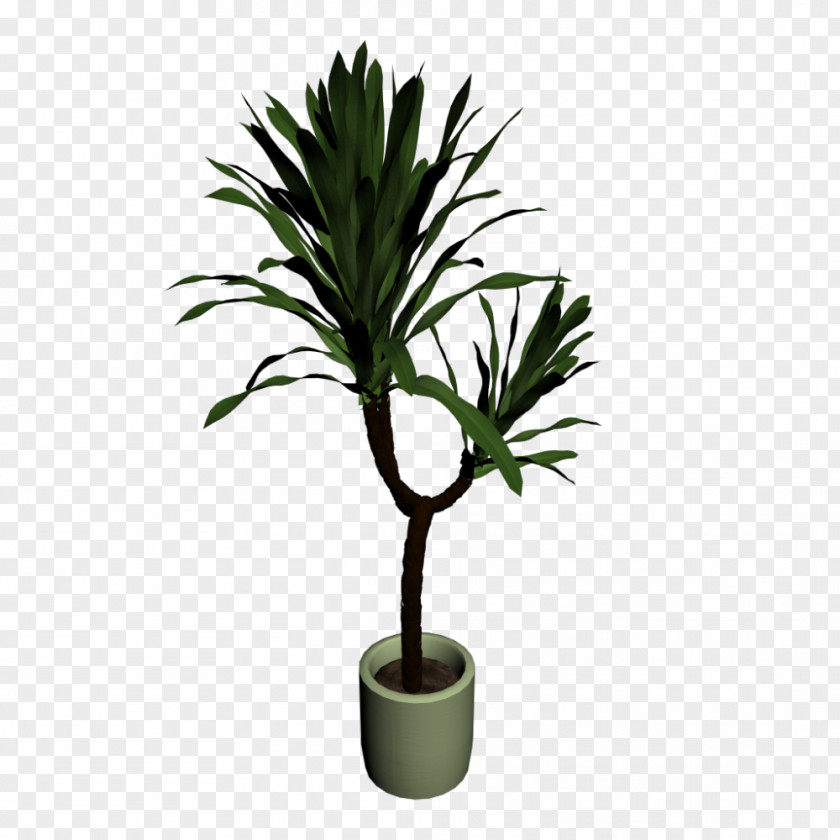 Pot Plant Yucca Filamentosa Houseplant Stem Flowerpot PNG