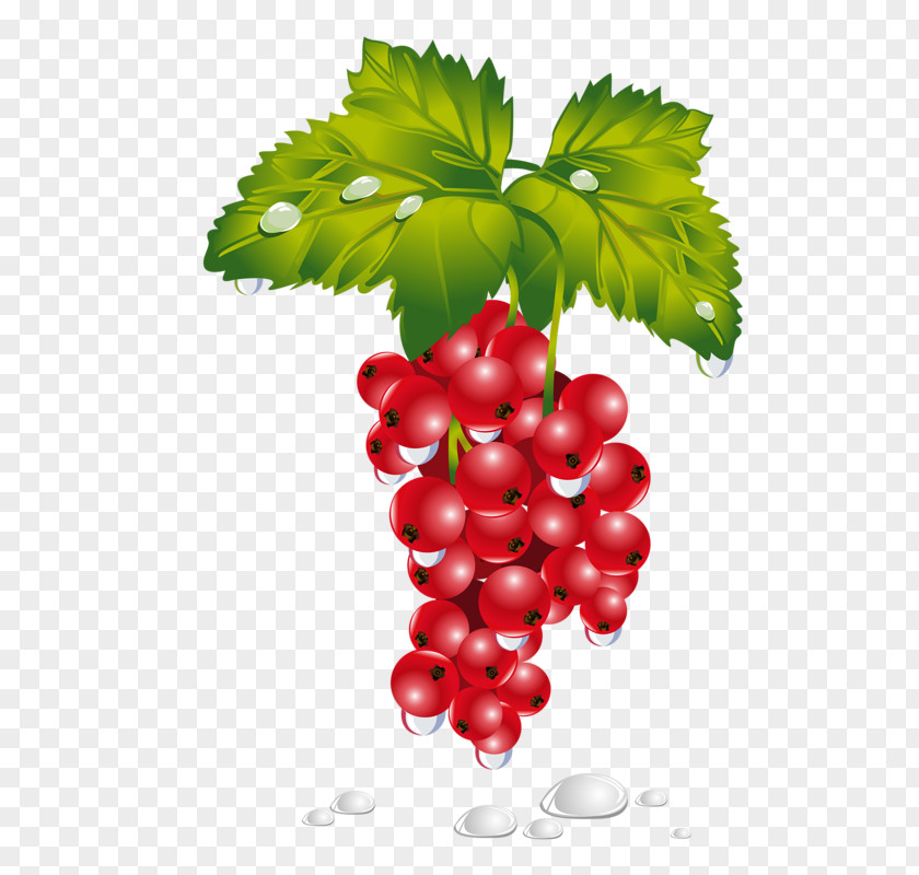 Raisins Sign Redcurrant Berries Clip Art Fruit Image PNG