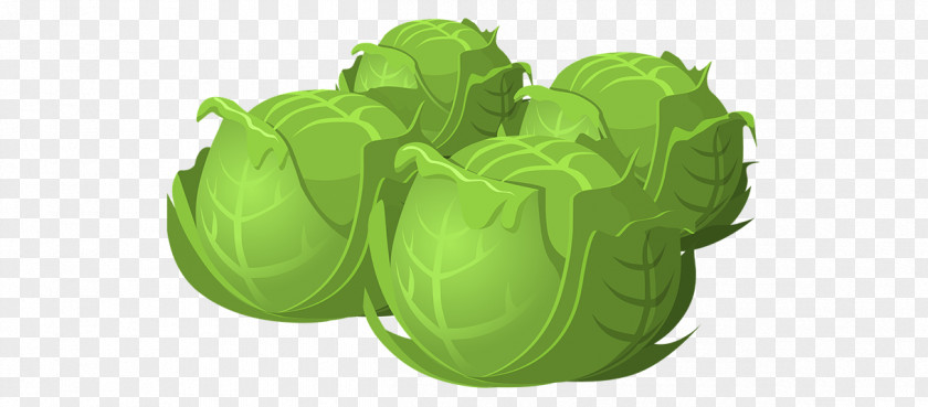 Cabbage Spring Greens Vegetable Clip Art PNG
