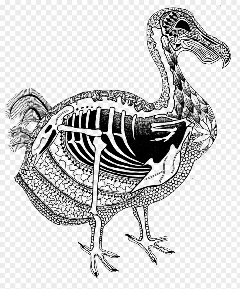 Chicken Duck Flightless Bird Dodo PNG