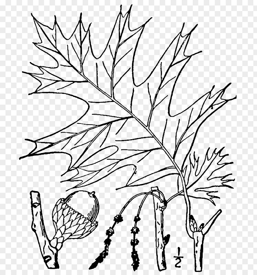 Leaf Twig Plant Stem Tree Root PNG