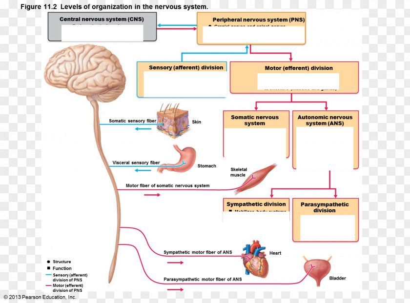 Peripheral Nervous System Central Somatic Anatomy PNG