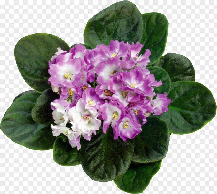 Violet Hue Flowerpot Bud PNG