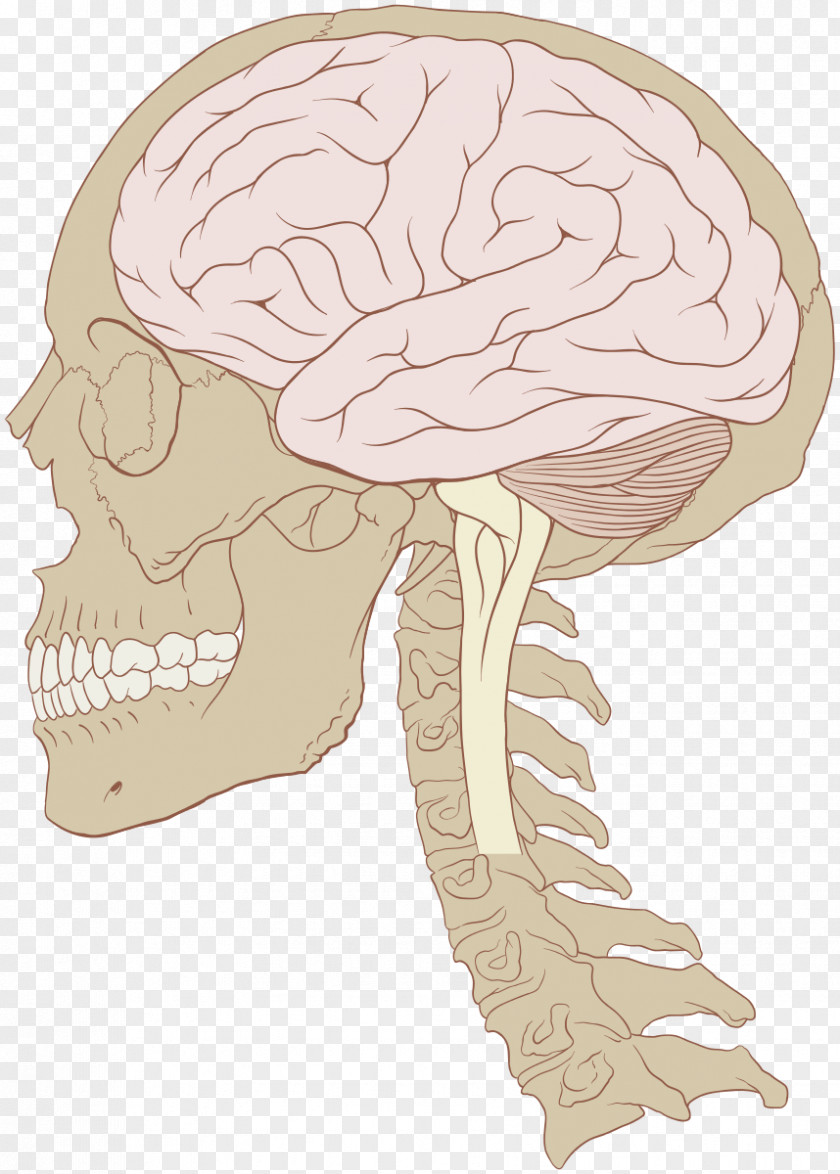 Brain Concussion Traumatic Injury Symptom Second-impact Syndrome Unconsciousness PNG