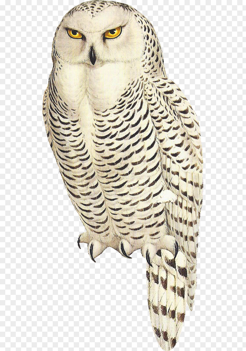 Owl Great Horned Snowy Bird Tawny Arctic Hare PNG