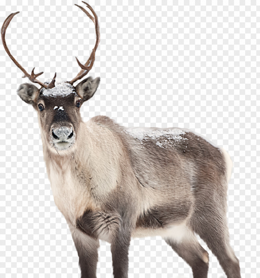 Deer Reindeer Santa Claus The Caribou Artist PNG