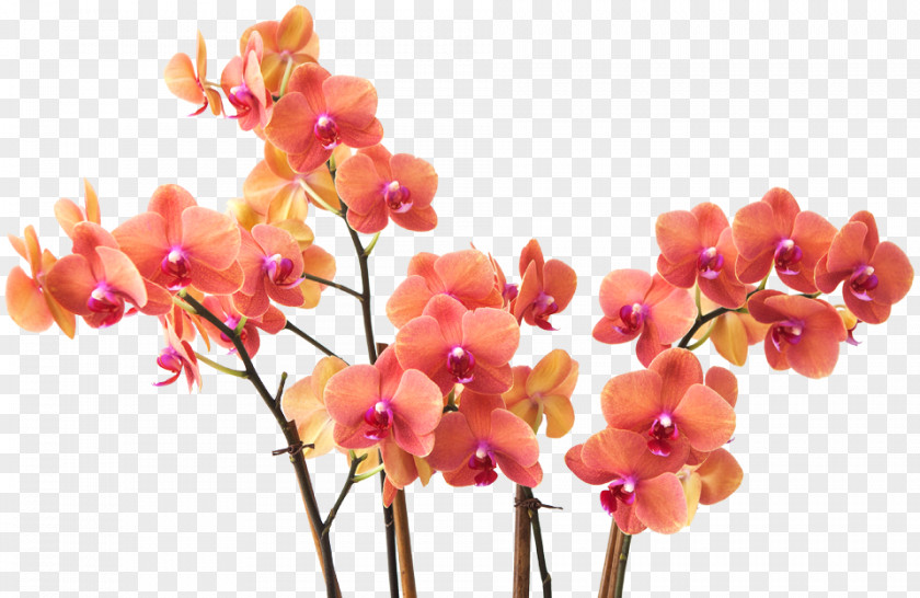 Flower Cut Flowers Moth Orchids Floral Design Floristry PNG