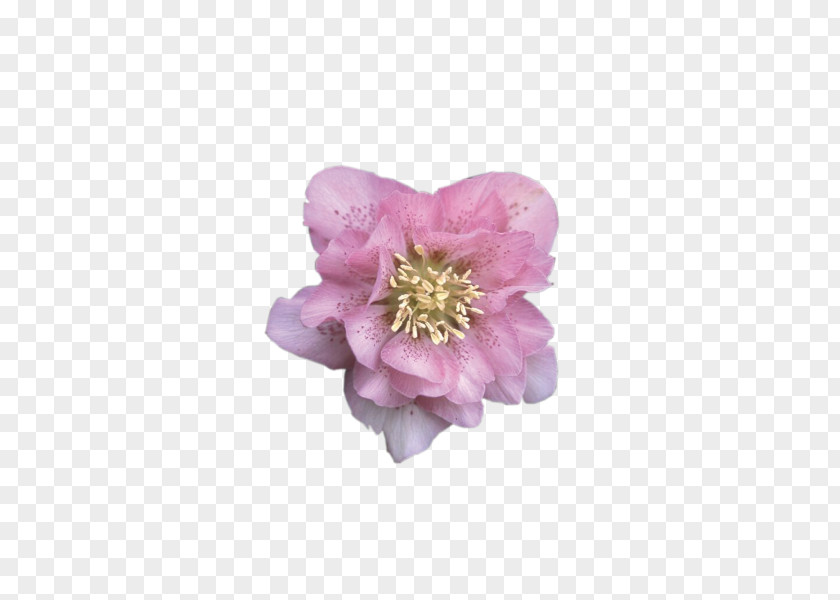 Rose Perennial Plant Peony Cherry Blossom PNG