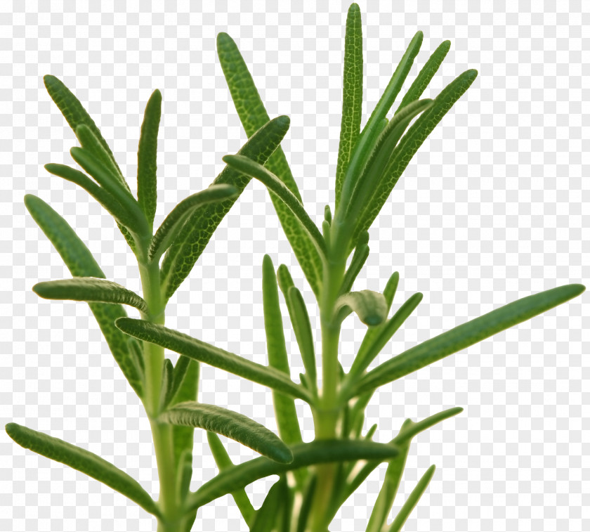 Herb Rosemary Food Flavor Recipe PNG