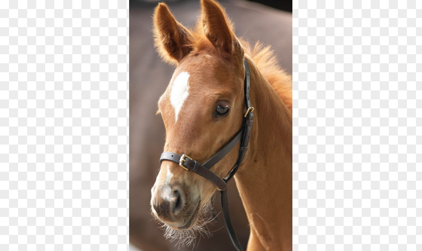 Horse Foal Halter Leather Lead PNG