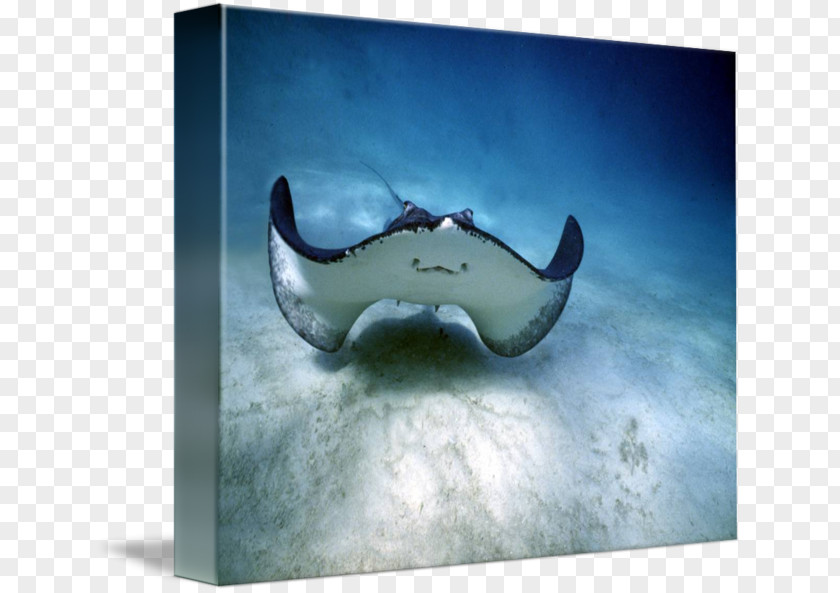 Smile Myliobatoidei Shark Happiness Manta Ray PNG