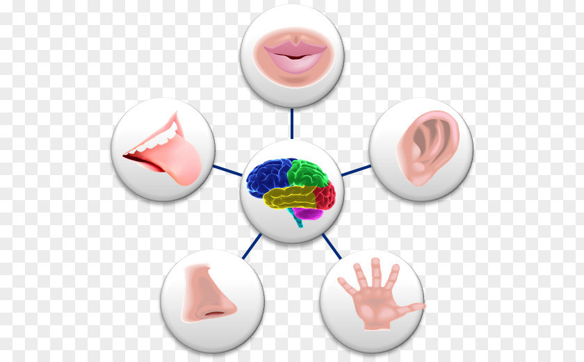 5 Senses Sense Perception Sensory Nervous System Sara Valentine Holistic Health Clip Art PNG