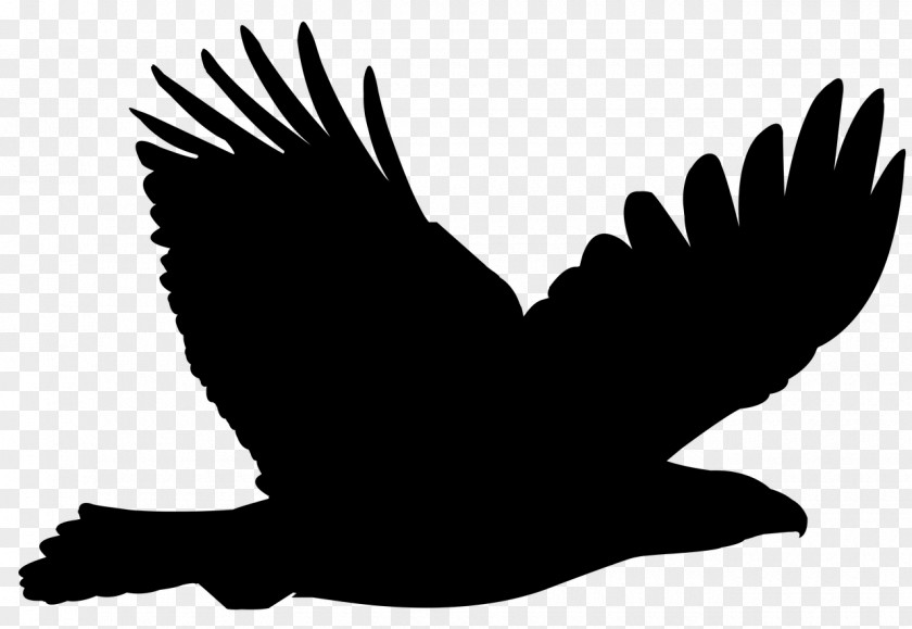Bald Eagle Clip Art Vector Graphics Bird PNG