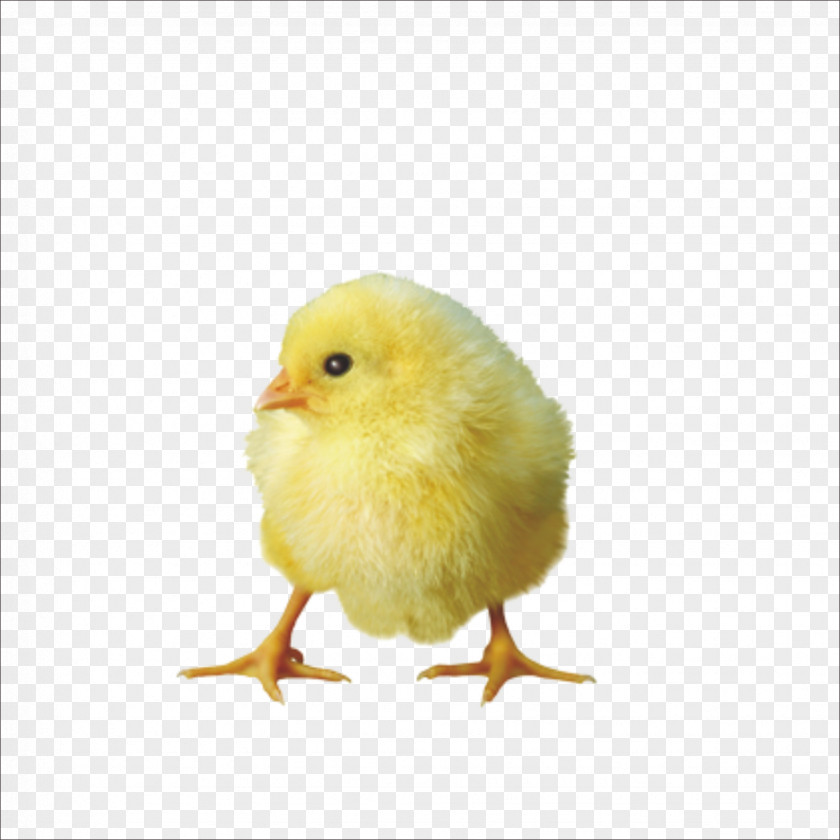 Chick Chicken PNG