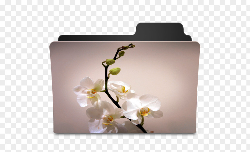 Flower Desktop Wallpaper Quotation Blossom Morning PNG