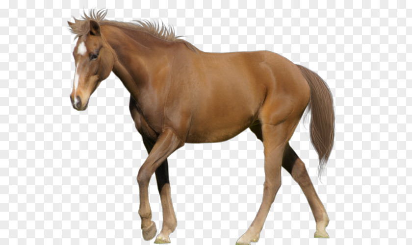 Saw Horses Andalusian Horse Arabian American Paint Stallion Marwari PNG