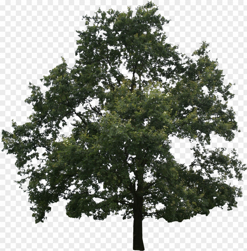 Small Trees Birch Evergreen Branch Tree Fir PNG