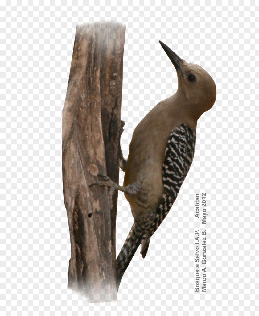 Acorn Woodpecker Gila Bird Acatitán Desert PNG