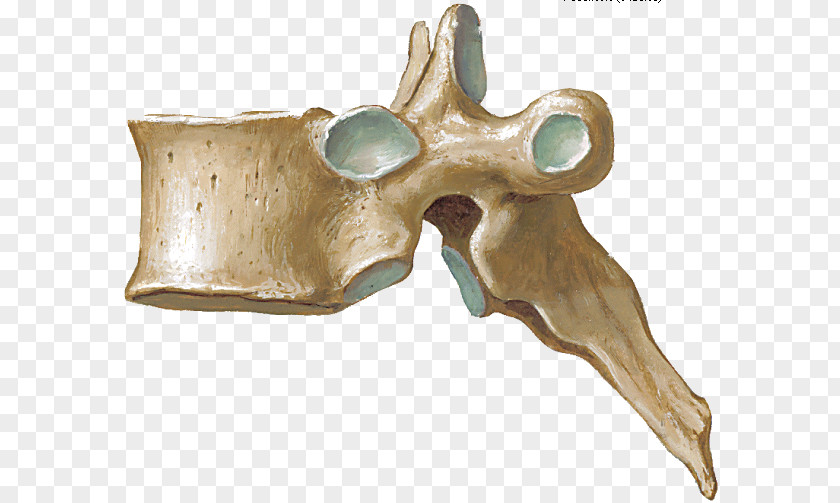 Arm Thoracic Vertebrae Vertebral Column Anatomy Human Skeleton PNG