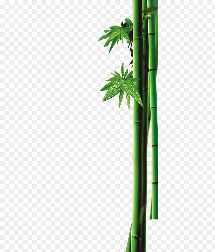 Bamboo Green Bambusa Oldhamii Bamboe PNG