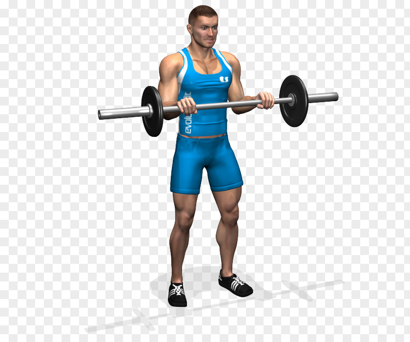 Barbell Biceps Curl Bench Forearm PNG