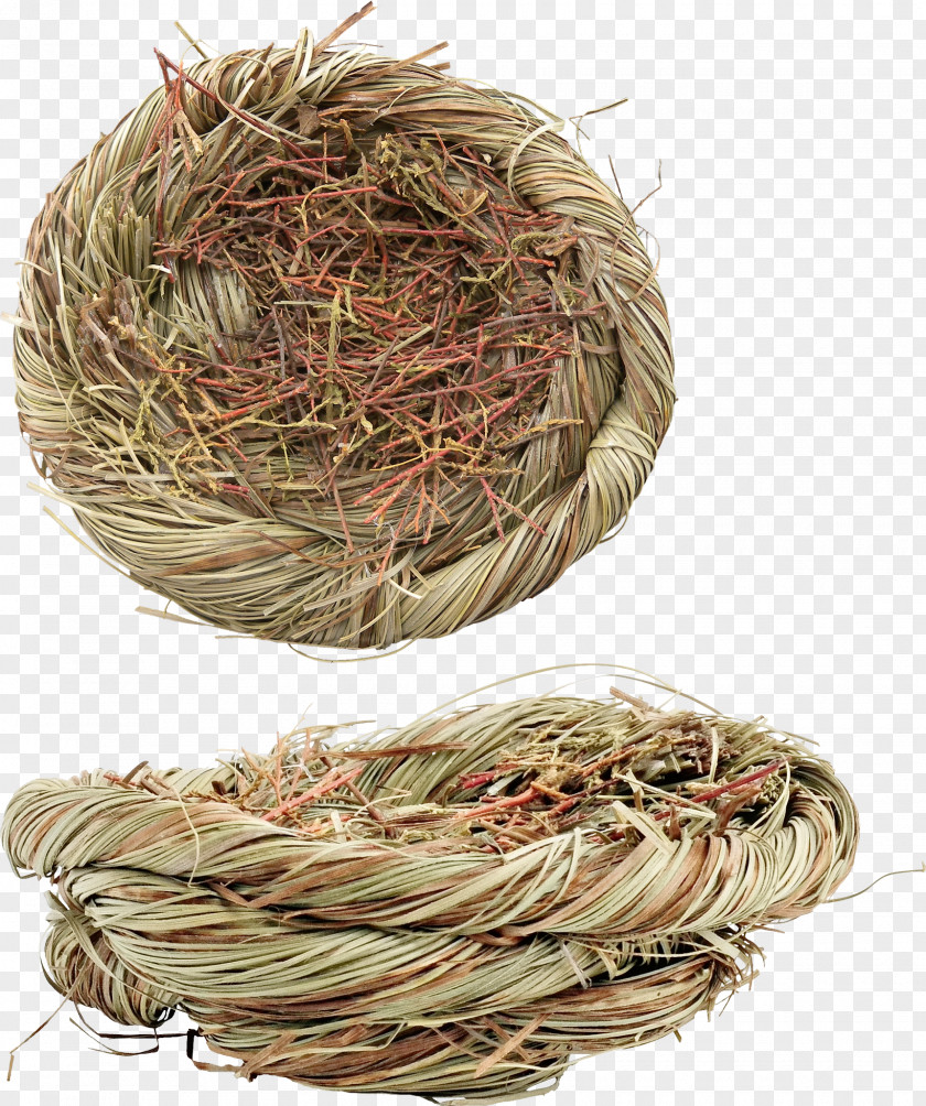 Bird Nest Image PNG