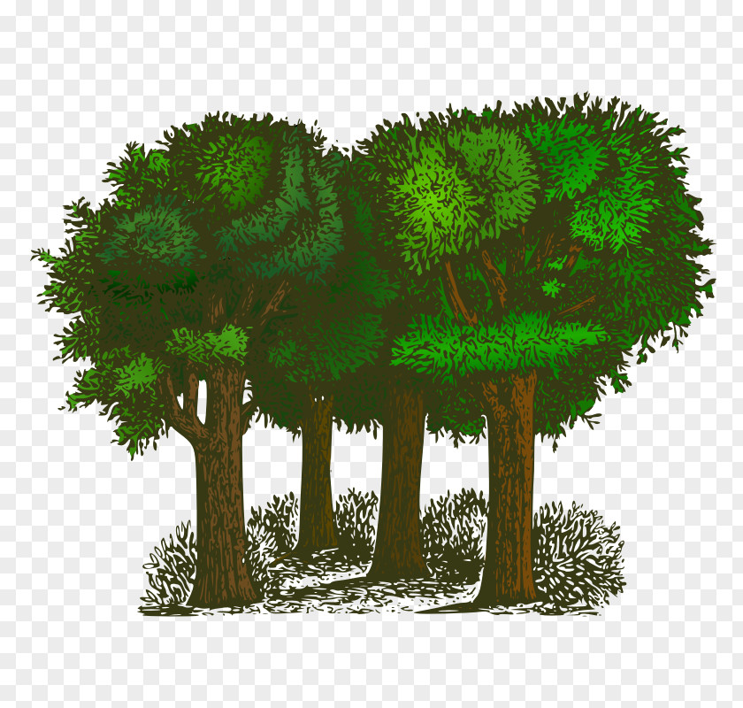 Cedar Tree Drawing Free Content Clip Art PNG