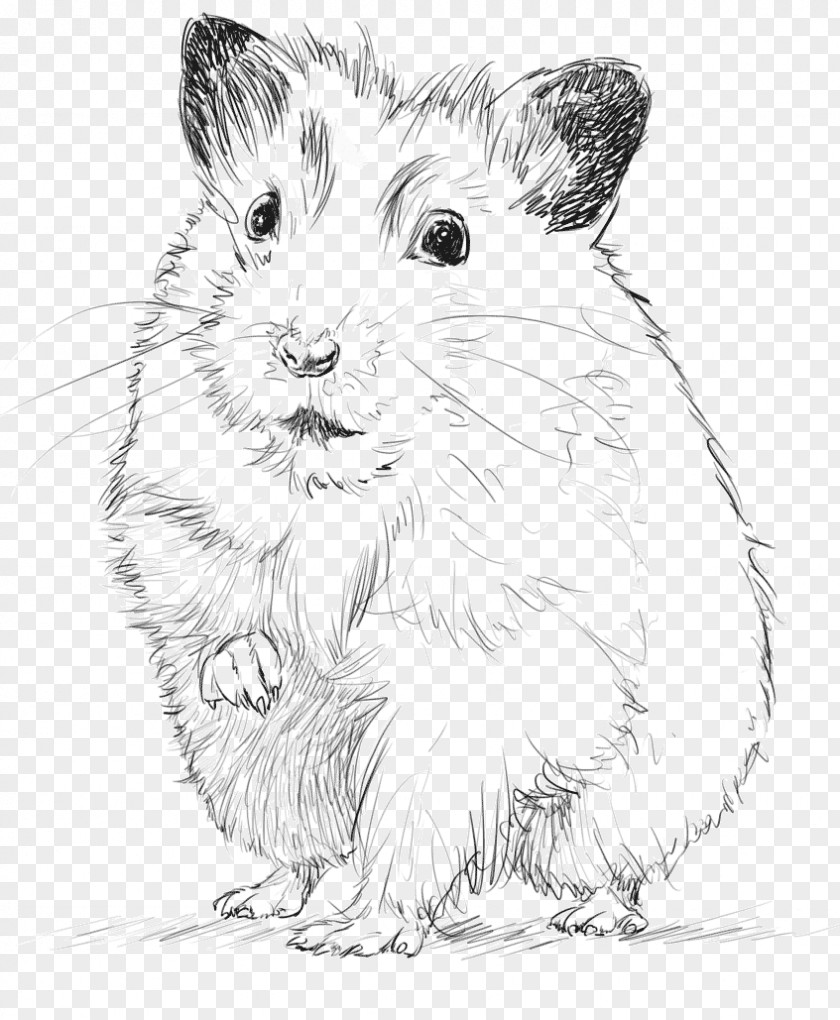 House Gerbil Croquis Drawing Sketch PNG
