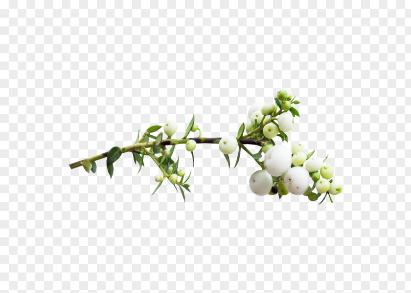 Mock Orange Galium Flowers Background PNG