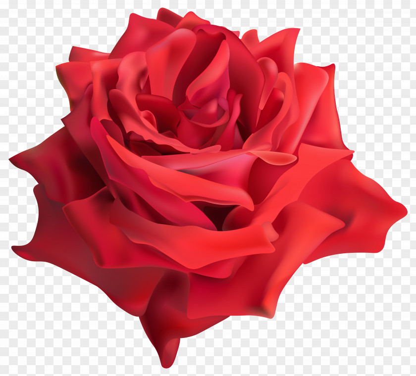 Rose Red Transparent Clip Art Image Garden Roses PNG
