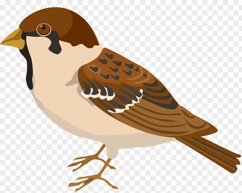 Sparrow Bird Buff-bellied Pipit Clip Art PNG